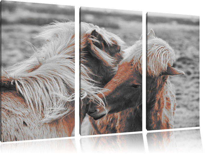 Pixxprint Islandpferde Pony als Leinwandbild | Grösse: 3 Teilig (120x80) | Wandbild| Kunstdruck | fe
