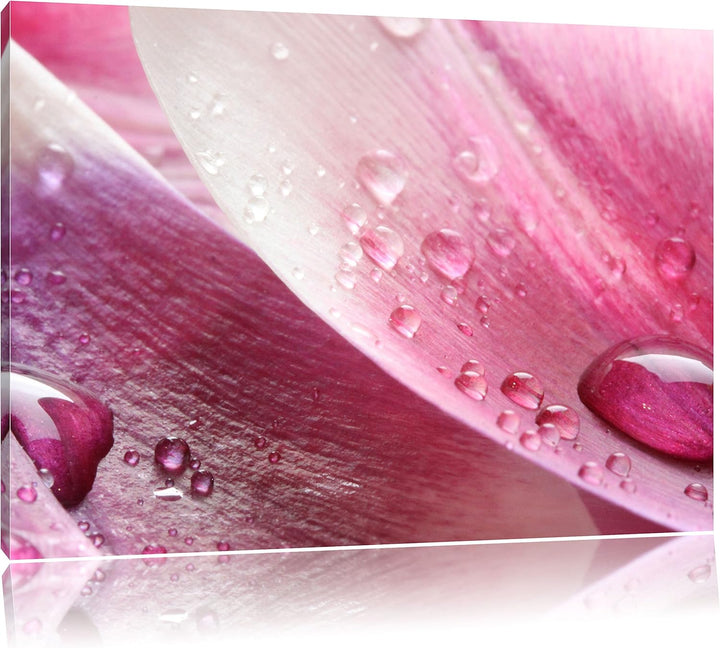 Pixxprint Tulpenblätter als Leinwandbild/Grösse: 100x70 cm/Wandbild/Kunstdruck/fertig bespannt, 100x