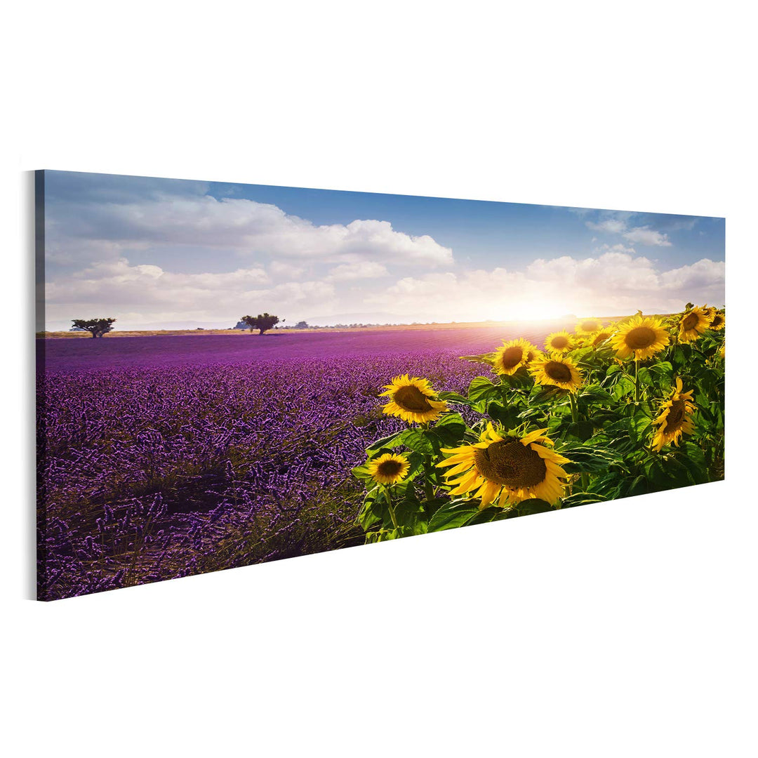 Bild Bilder auf Leinwand Lavendel und Sonnenblumen Felder, Provence Wandbild, Poster, Leinwandbild N