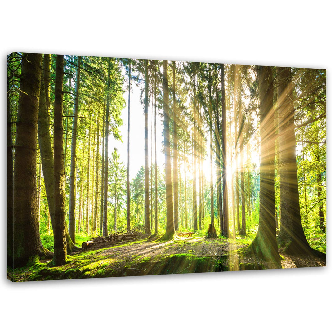 Feeby Bilder Wald Baum Sonne 70x50 cm Wohnzimmer Schlafzimmer Büro Flur Küche Wandbilder Modern Bild