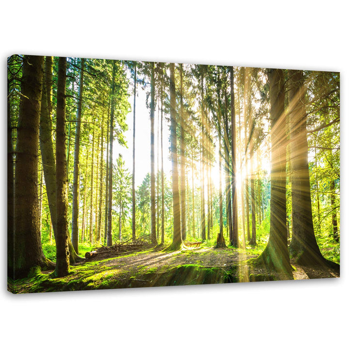Feeby Bilder Wald Baum Sonne 70x50 cm Wohnzimmer Schlafzimmer Büro Flur Küche Wandbilder Modern Bild