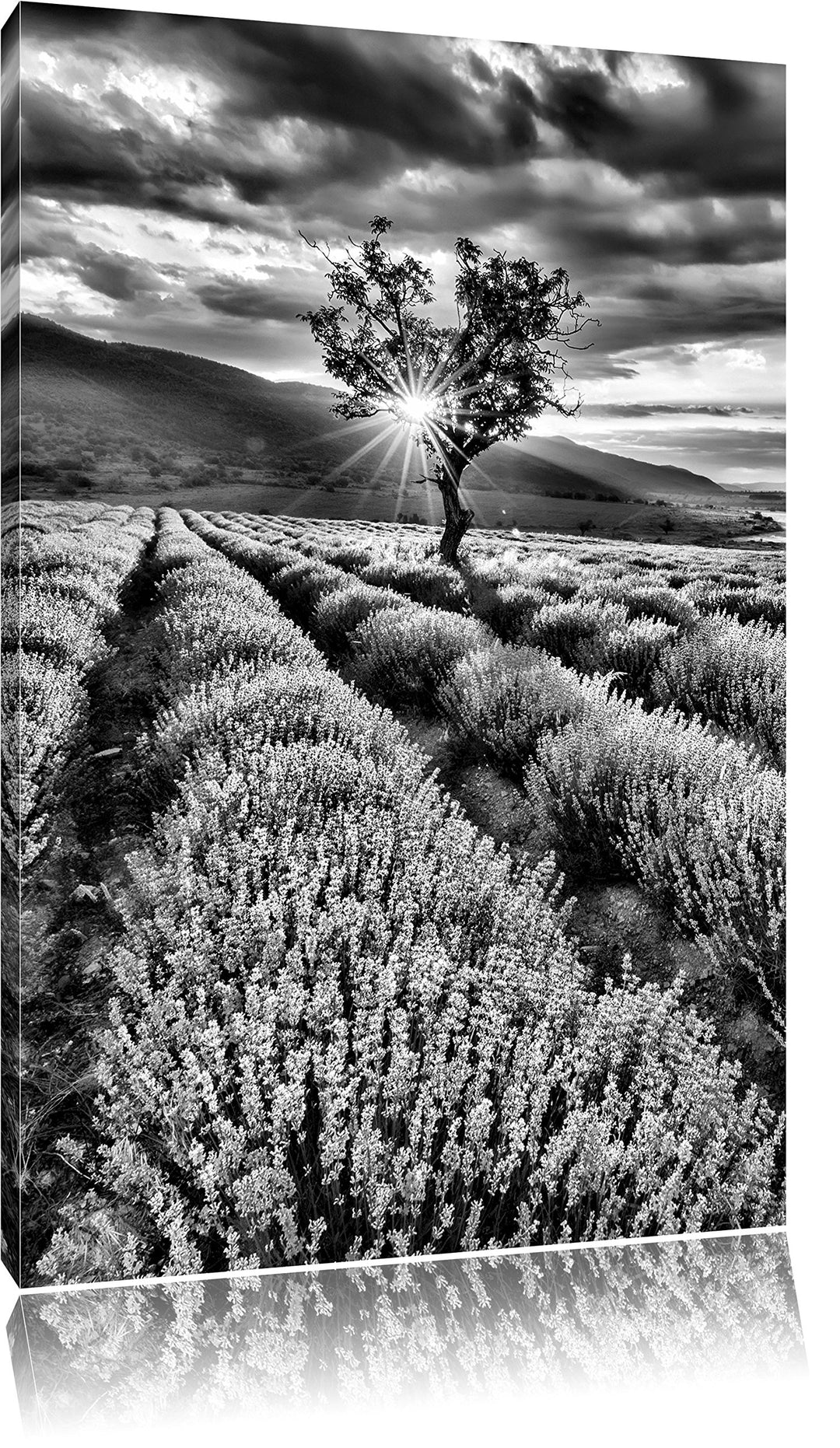 Pixxprint Monocrome, Traumhafte Lavendel Provence mit einsamen Baum, Format: 100x70 auf Leinwand, XX