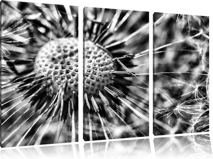 Pixxprint Pusteblume als Leinwandbild/Grösse: 3 Teilig (120x80) cm/Wandbild/Kunstdruck/fertig bespan