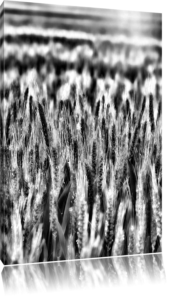 Monocrome, Getreidefeld, Format: 100x70 auf Leinwand, XXL riesige Bilder fertig gerahmt mit Keilrahm