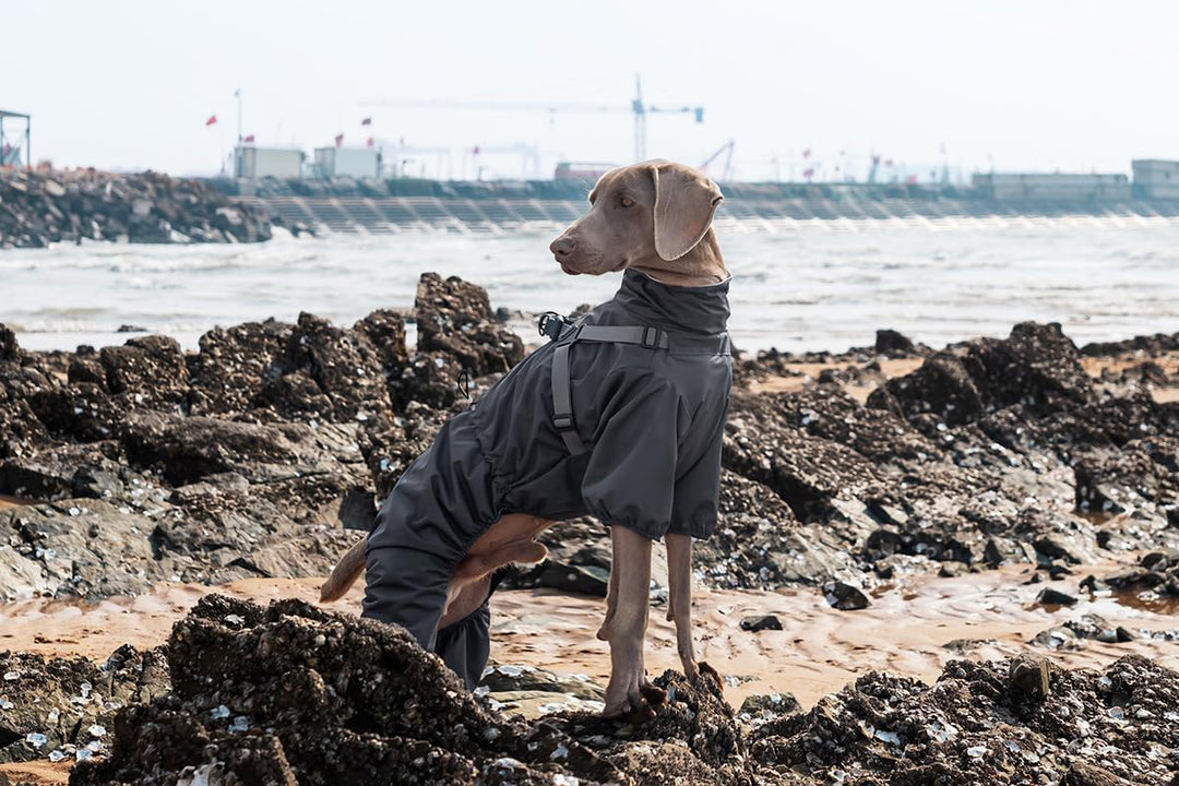 Hundegeschirr, Regenmantel, verstellbar, 4 Beine, Hundejacke mit Geschirr, reflektierender Overall,