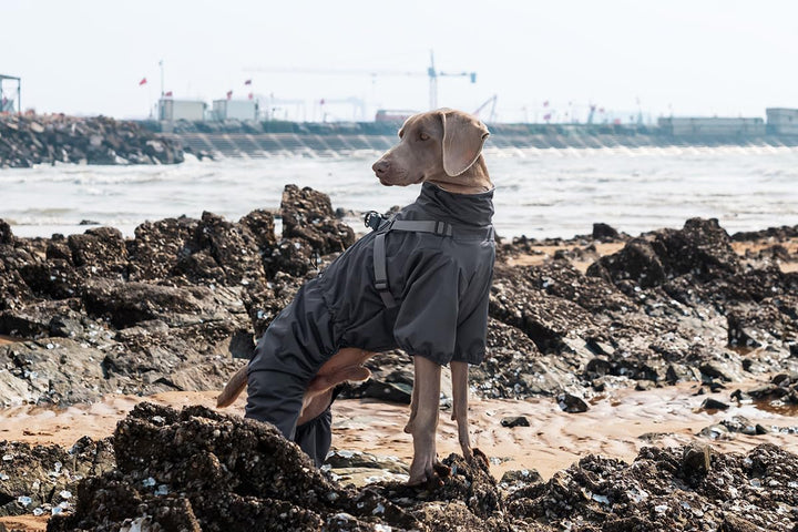 Hundegeschirr, Regenmantel, verstellbar, 4 Beine, Hundejacke mit Geschirr, reflektierender Overall,