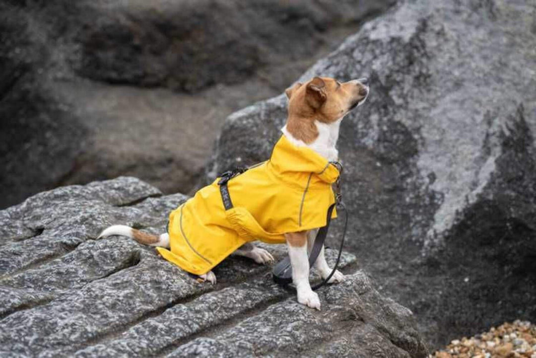 Rukka Hayton Eco Jacket Hunde- und Welpenbekleidung, Gelb, Grösse 25 25 gelb, 25 gelb