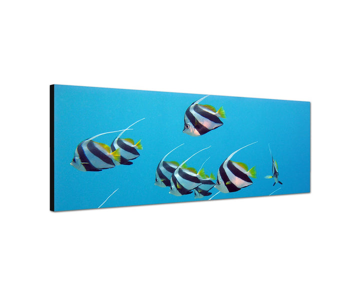 Wandbild auf Leinwand als Panorama in 150x50cm Rotes Meer Unterwasser Fische exotisch