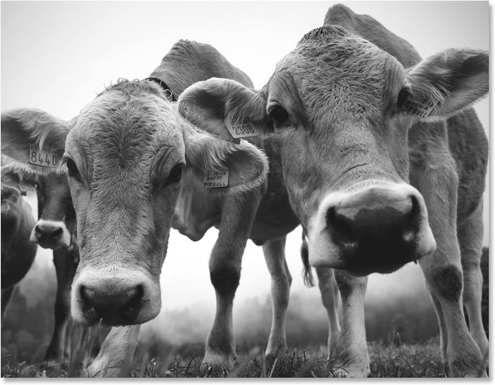 wandmotiv24 Leinwandbild, Tiere, 80x60cm, Querformat, Kühe, Deko, Bilder auf Leinwand, Wanddeko, XXL