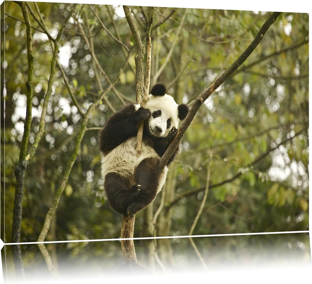 niedlicher Pandabär auf Baum Leinwand, XXL riesige Bilder fertig gerahmt mit Keilrahmen, Kunstdruck