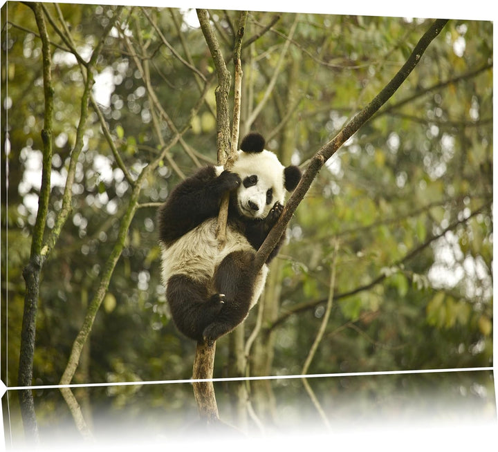 niedlicher Pandabär auf Baum Leinwand, XXL riesige Bilder fertig gerahmt mit Keilrahmen, Kunstdruck