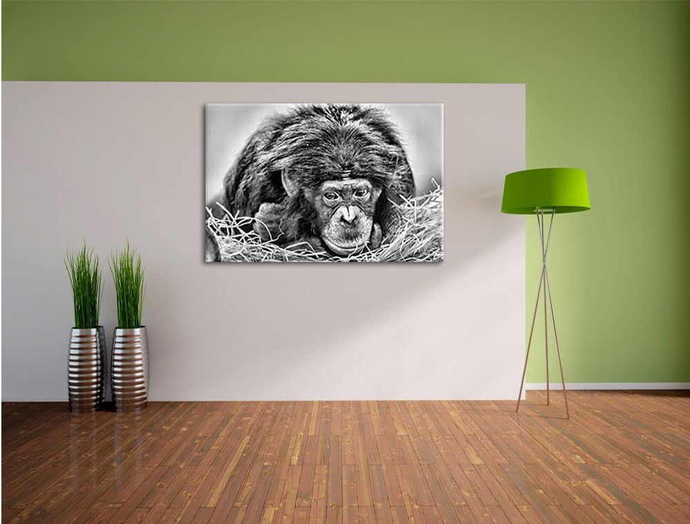 Pixxprint Kleiner Schimpanse im Heu / 100x70cm Leinwandbild bespannt auf Holzrahmen/Wandbild Kunstdr