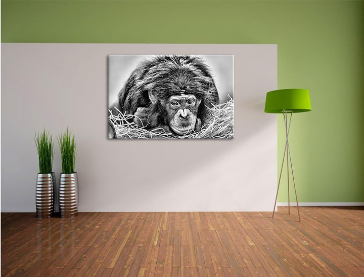 Pixxprint Kleiner Schimpanse im Heu / 100x70cm Leinwandbild bespannt auf Holzrahmen/Wandbild Kunstdr