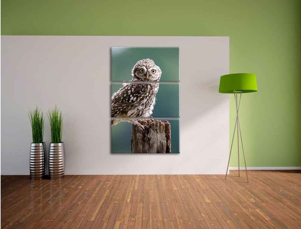 Pixxprint Lustige kleine Eule 3-Teiler Leinwandbild 120x80 Bild auf Leinwand