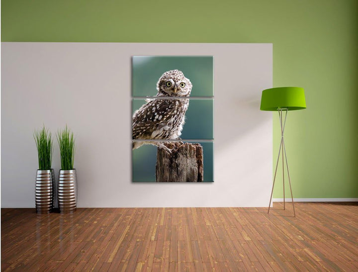 Pixxprint Lustige kleine Eule 3-Teiler Leinwandbild 120x80 Bild auf Leinwand