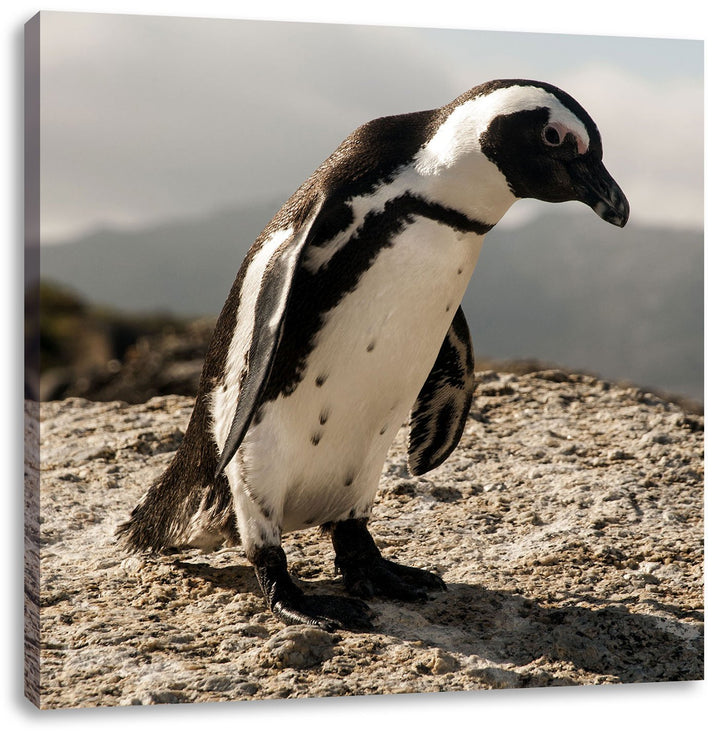 Pixxprint Afrikanischer Pinguin beobachtet als Leinwandbild/Grösse: 70x70 cm/Wandbild/Kunstdruck/fer