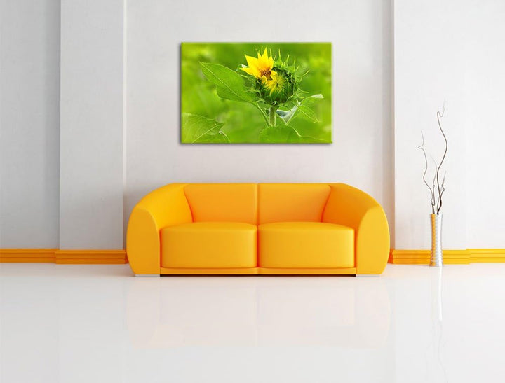 Aufblühende Sonnenblume, Format: 100x70 auf Leinwand, XXL riesige Bilder fertig gerahmt mit Keilrahm
