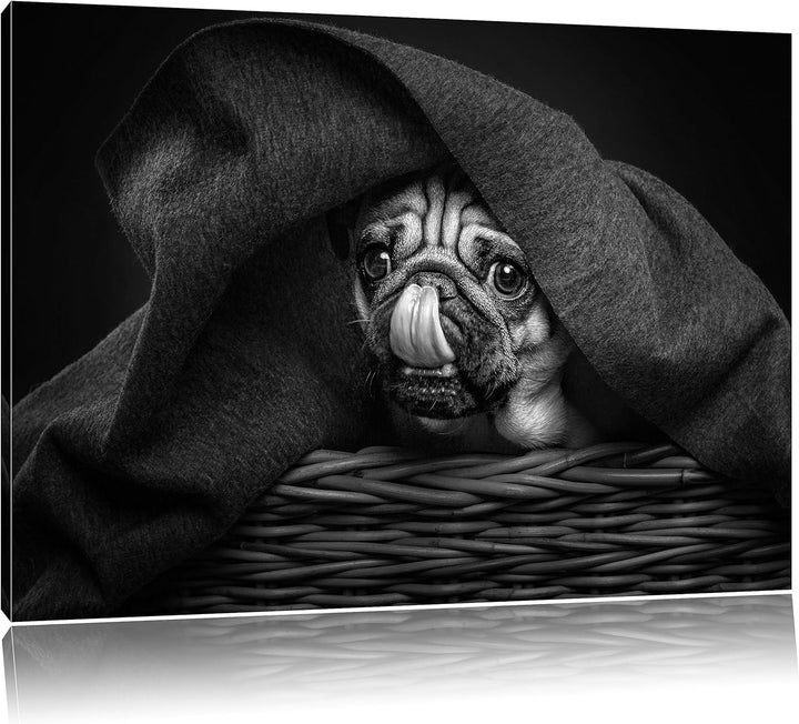 Pixxprint Süsser Mops unter der Decke Kunst B&W, Format: 100x70 auf Leinwand, 100x70