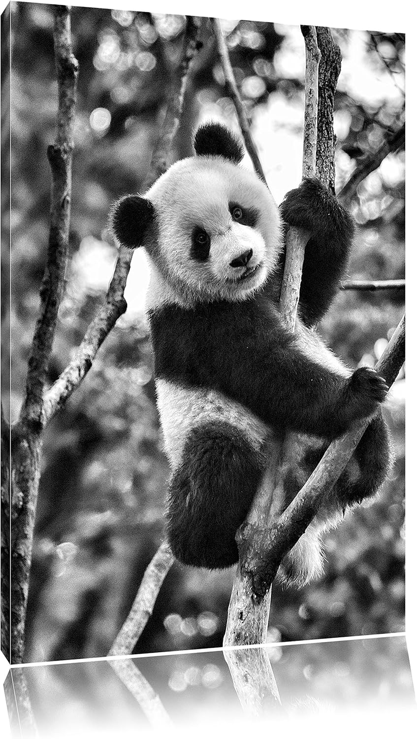 Pixxprint niedlicher Pandabär auf Baum als Leinwandbild/Grösse: 100x70 cm/Wandbild/Kunstdruck/fertig