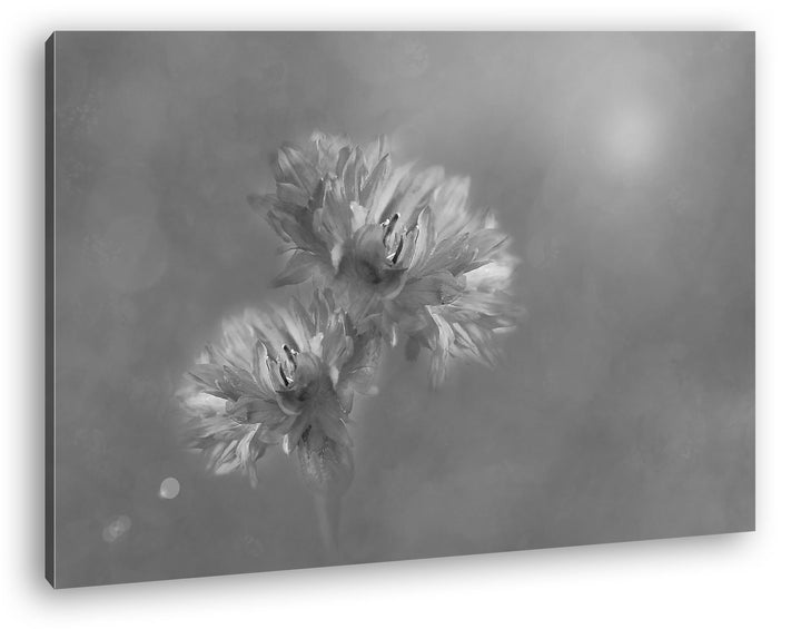 deyoli zwei violette Kornblumen Effekt: Schwarz/Weiss Format: 60x40 als Leinwand, Motiv fertig gerah
