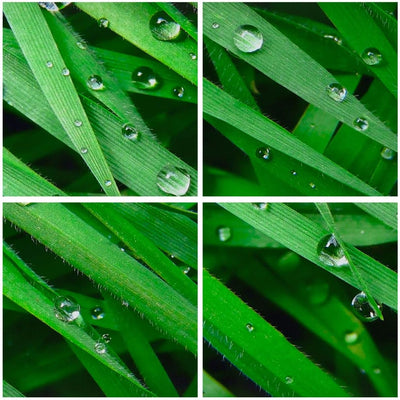 Panorama Bilder auf Leinwand 100x40cm Leinwandbild Natur Gras Wasser Tropfen Gross Wanddeko Bild Sch