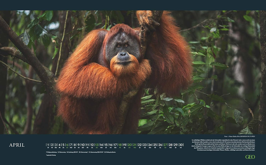 GEO - Einzigartige Tierarten 2026 – Wandkalender 58x36 cm, Poster-Kalender mit 12 Monatsblättern, de