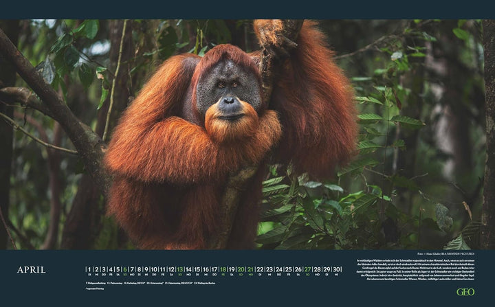 GEO - Einzigartige Tierarten 2026 – Wandkalender 58x36 cm, Poster-Kalender mit 12 Monatsblättern, de