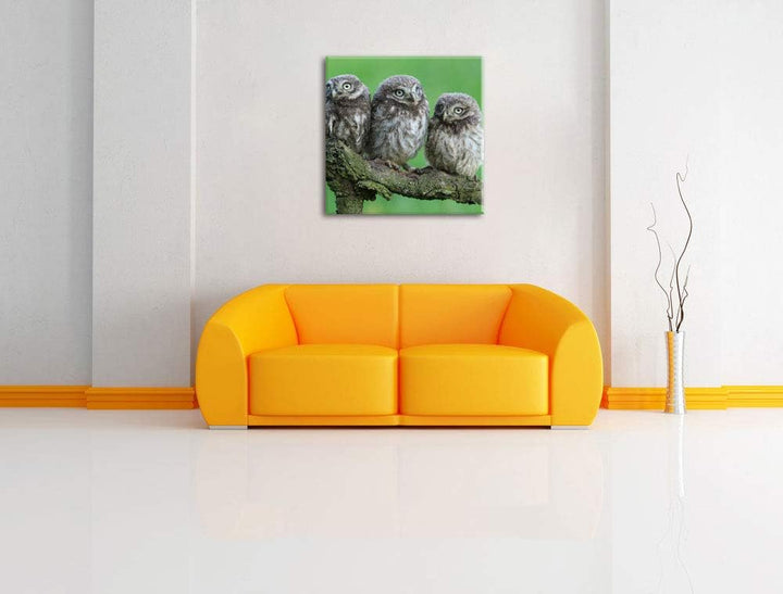 Drei Eulen auf Ast, Format: 70x70 auf Leinwand, XXL riesige Bilder fertig gerahmt mit Keilrahmen, Ku