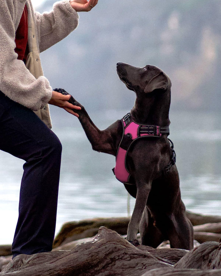 Joytale Anti-Zug Hundegeschirr für grosse Hunde, Rosa, L | Perfekter Sitz, gepolstert &amp; reflektieren
