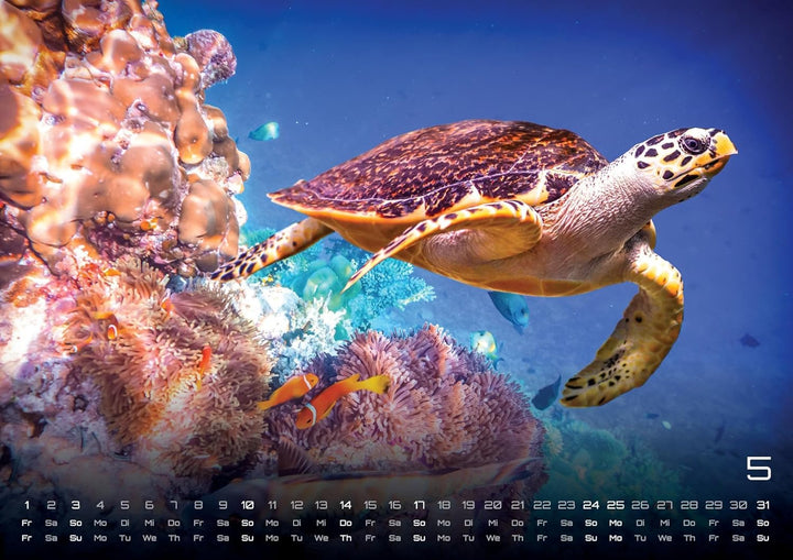 Sealife - verborgene Tiefen - 2026 - Kalender DIN A2: Der Wandkalender mit den schönsten Unterwasser