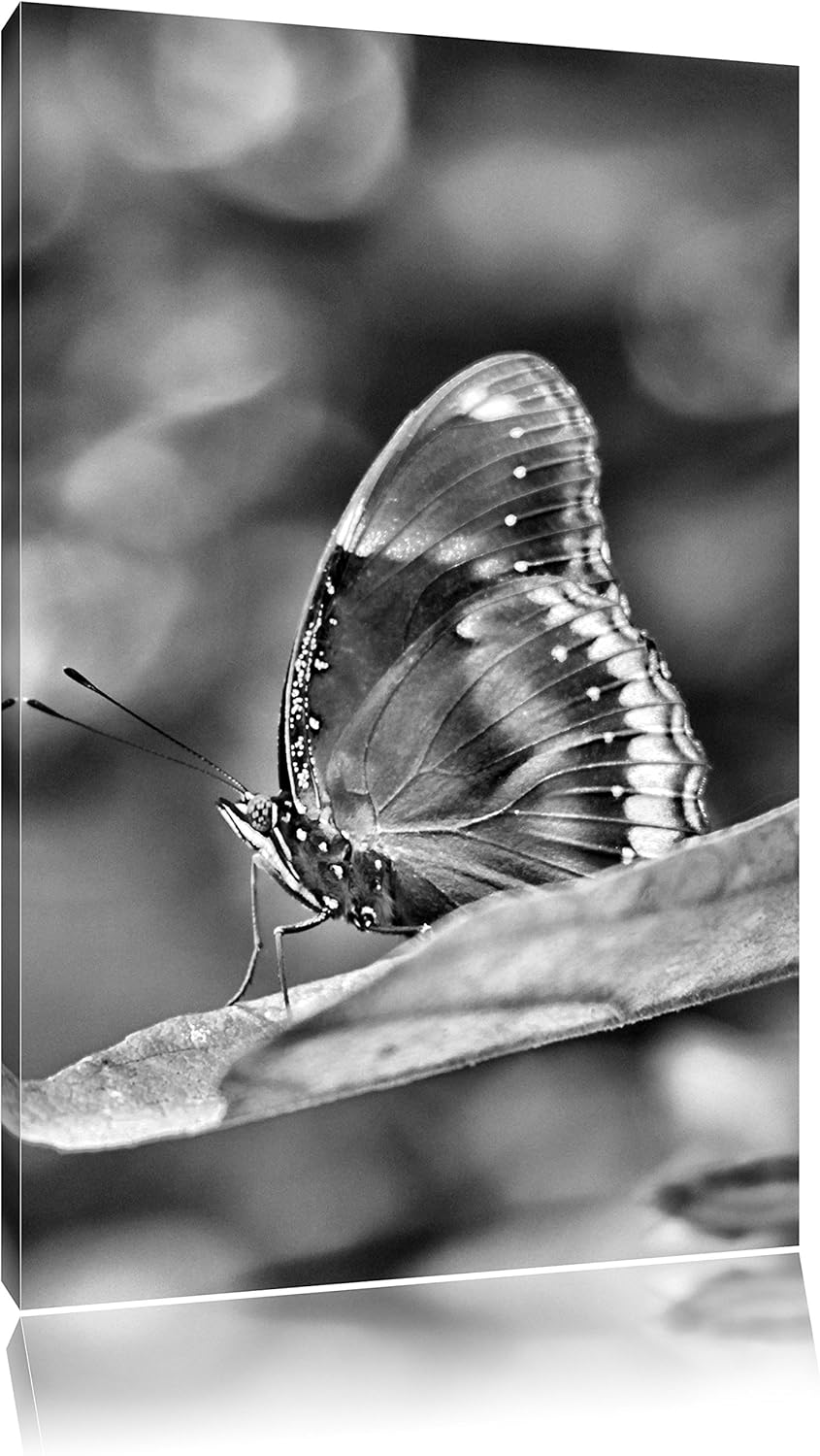 Pixxprint Monocrome, kleine bräunlicher Schmetterling, Format: 100x70 auf Leinwand, XXL riesige Bild