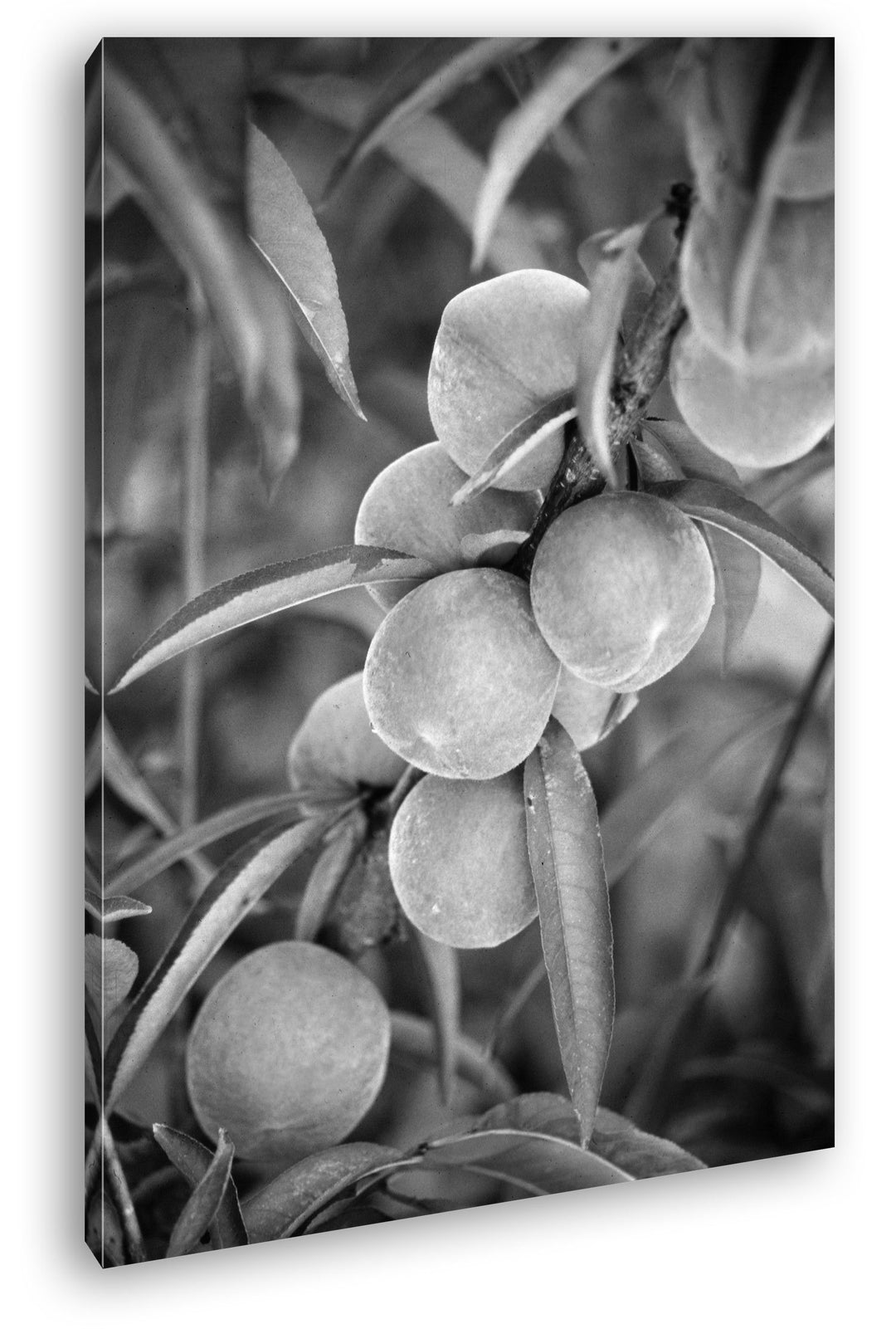delikate Pfirsiche am Baum Effekt: Schwarz/Weiss Format: 100x70 als Leinwandbild, Motiv fertig gerah