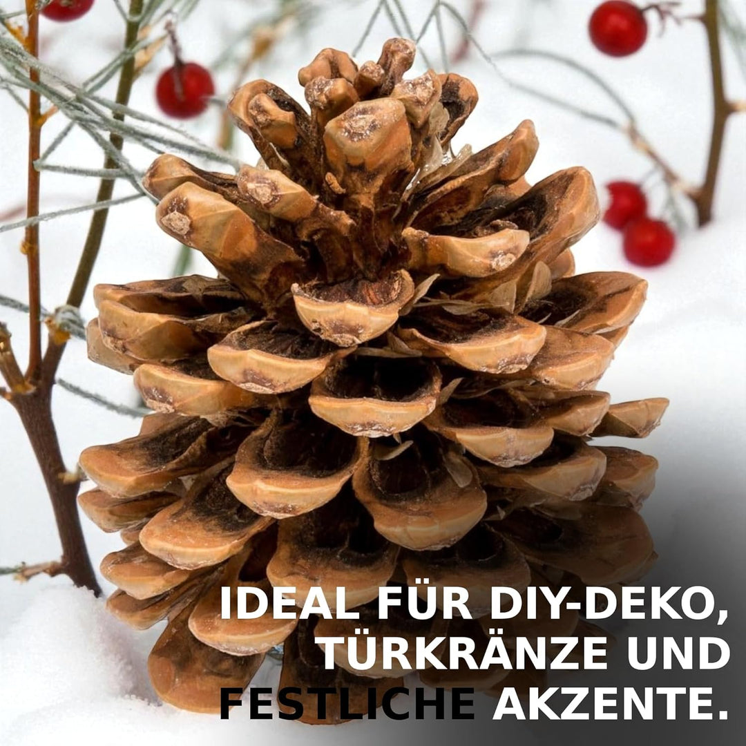 NaDeco Grosse Pinienzapfen Grösse 12-14cm, 10 STK. | Pinus pinea | Pinien Zapfen | Tannenzapfen | Ki