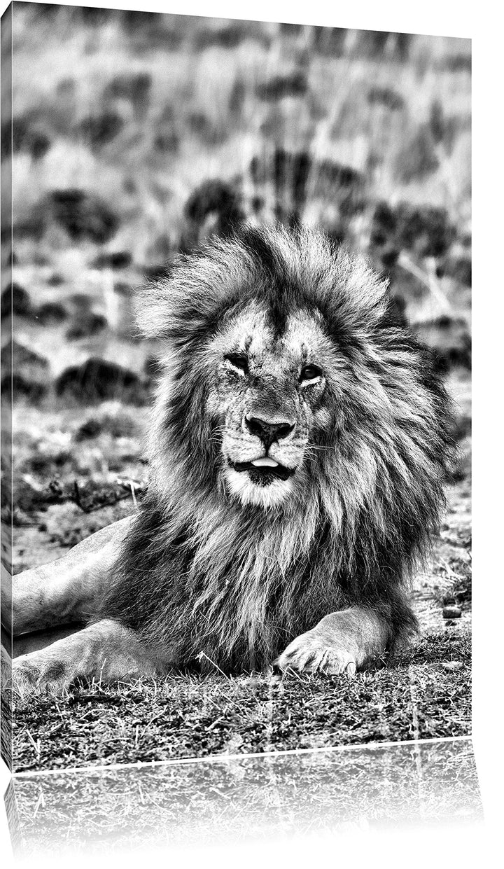 Pixxprint prächtige Löwe in der Savanne als Leinwandbild | Grösse: 100x70 cm | Wandbild | Kunstdruck