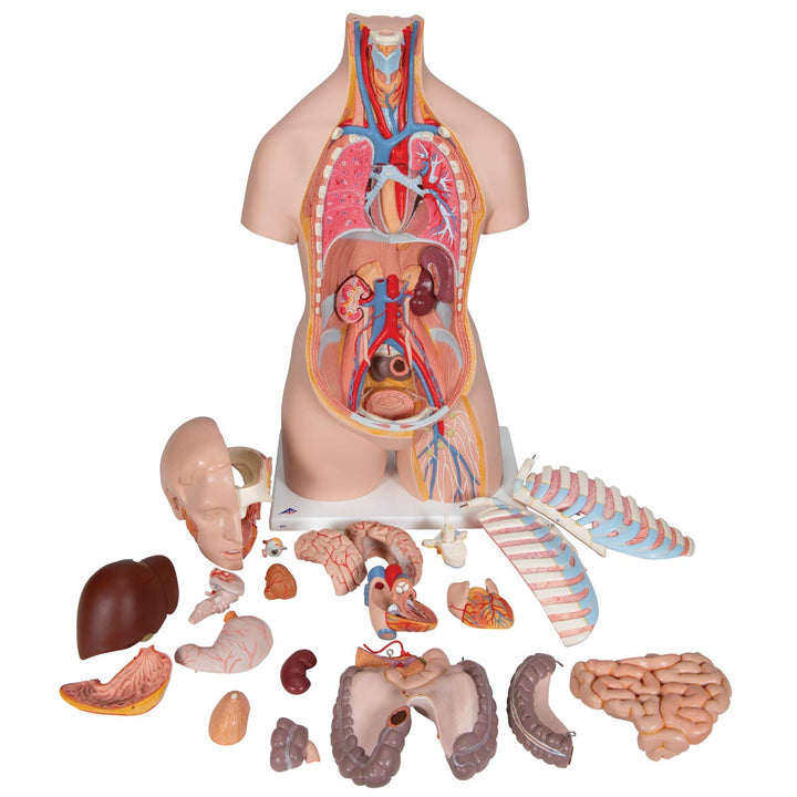 3B Scientific Classic-Torso-Modell, in klassischer Ausführung, geschlechtsneutral, offener Rücken, 2