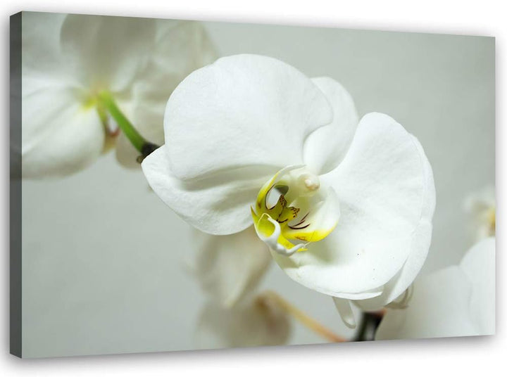 Feeby Wanddeko Orchidee Leinwandbild Kunstdruck Pflanze Weiss 90x60 cm Leinwandbild 90x60 cm Weiss_b