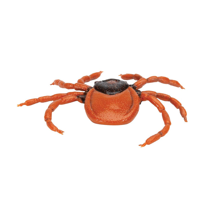 3B Scientific Biologie - Gemeiner Holzbock (Ixodes ricinus), Modell