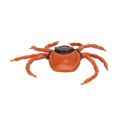 3B Scientific Biologie - Gemeiner Holzbock (Ixodes ricinus), Modell