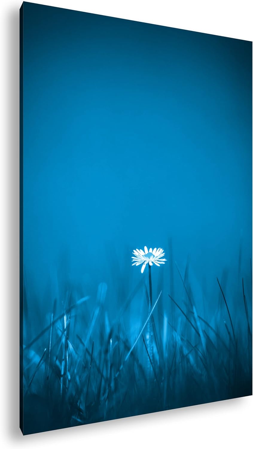 deyoli einzelnes Gänseblümchen Format 100x70 Effekt: Monocrome Blau als Leinwandbild, Motiv fertig g
