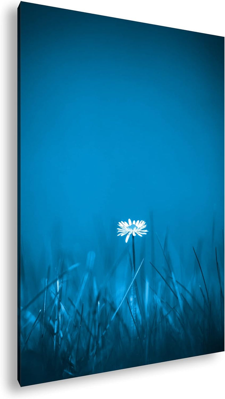 deyoli einzelnes Gänseblümchen Format 100x70 Effekt: Monocrome Blau als Leinwandbild, Motiv fertig g