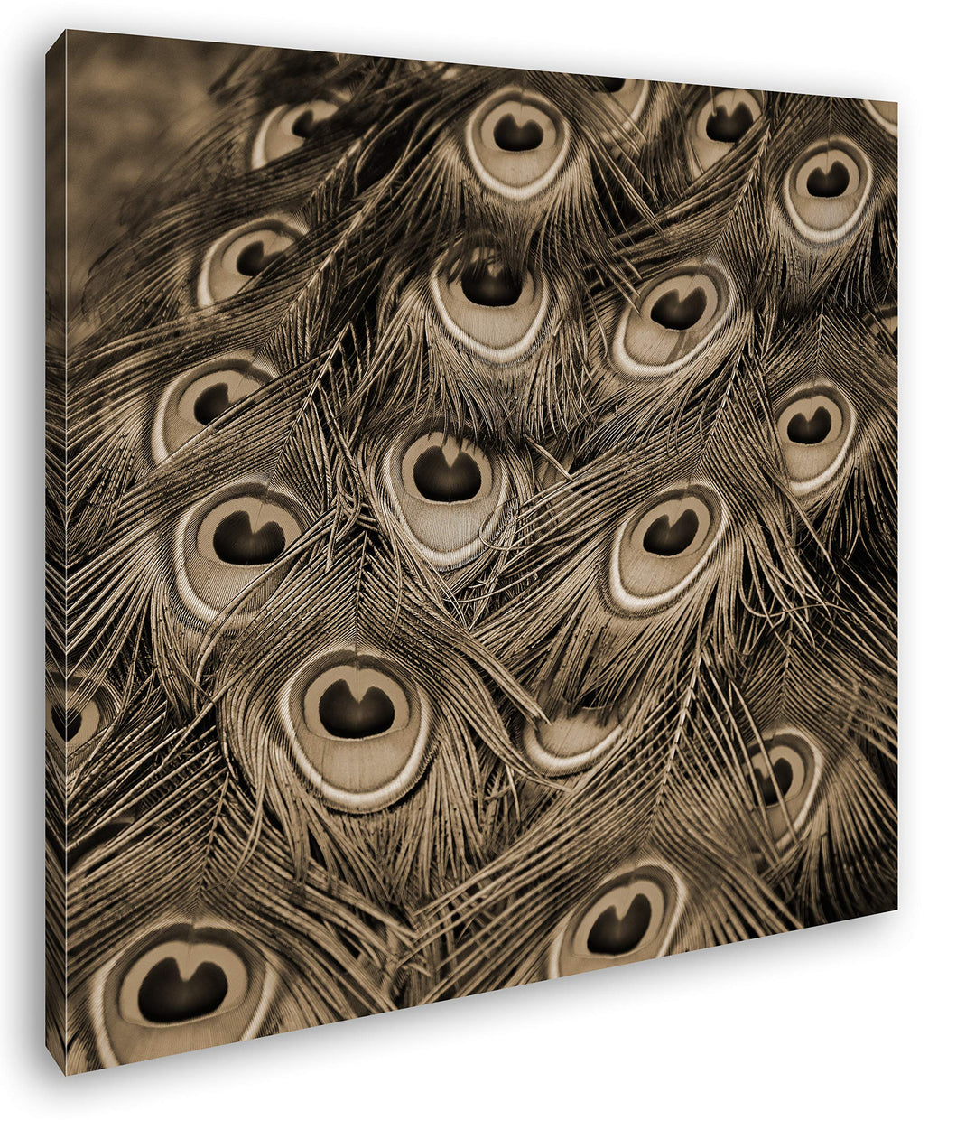 deyoli Pfauenfedern Format: 70x70 Effekt: Sepia als Leinwandbild, Motiv fertig gerahmt auf Echtholzr