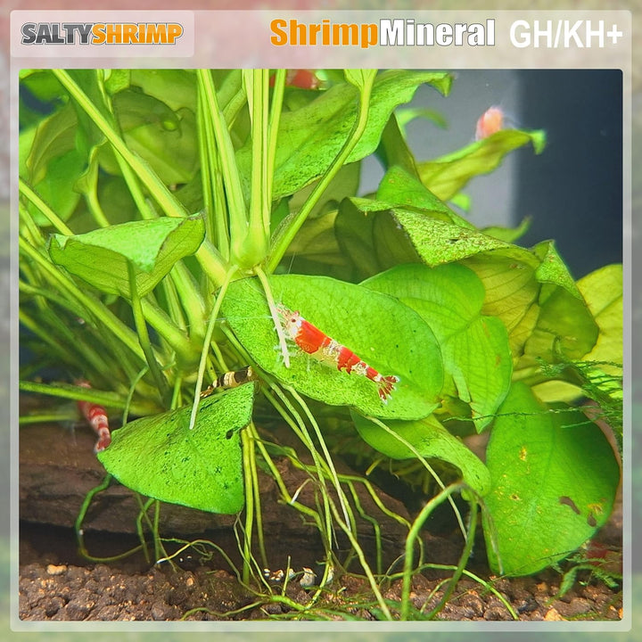 SaltyShrimp - Bee Shrimp Mineral GH+, 850 g 0,85 kg, 0,85 kg