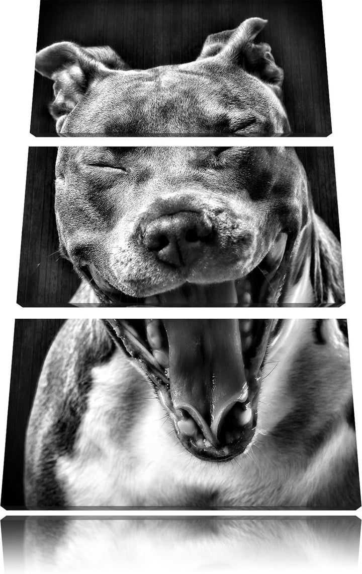 Pixxprint Lachender Pitbull als Leinwandbild | Grösse: 3 Teilig (120x80) | Wandbild| Kunstdruck | fe