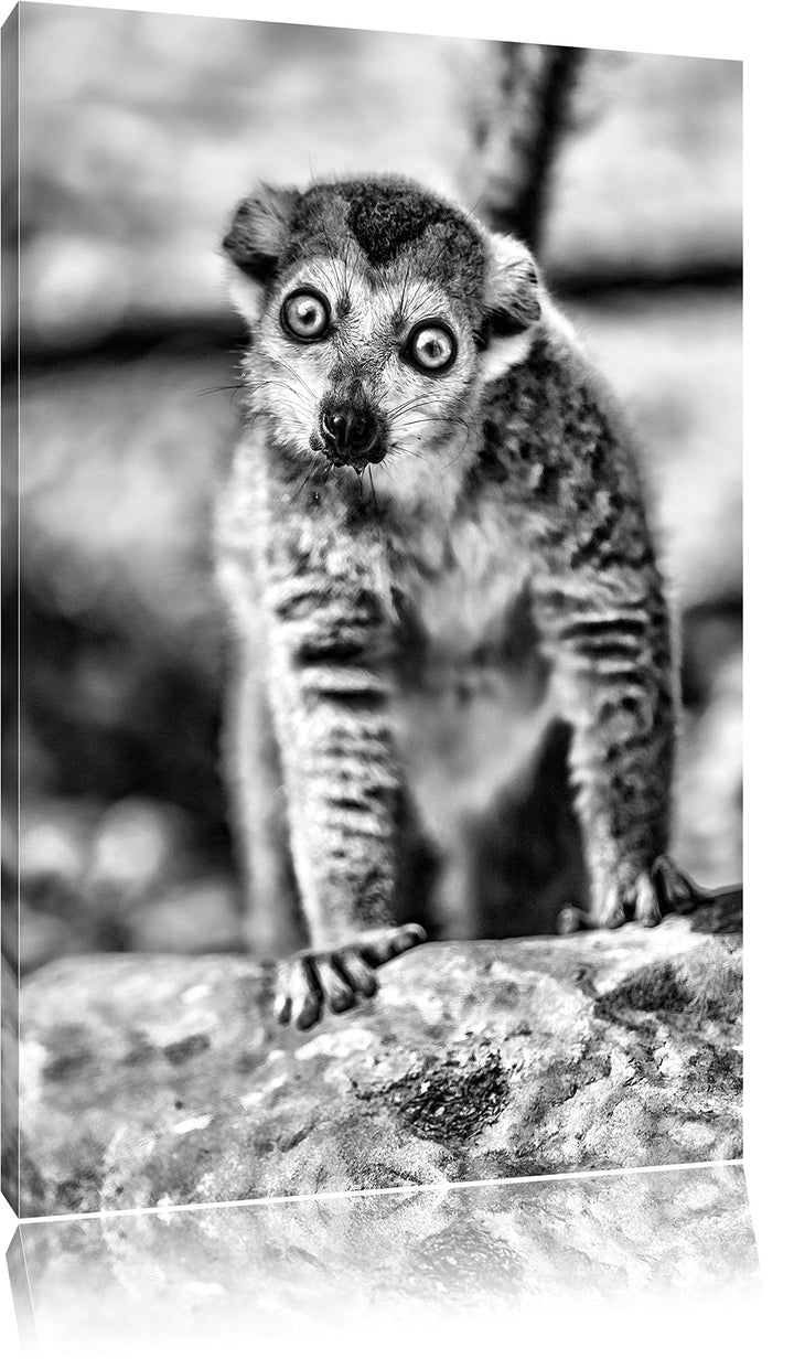 Monocrome, kleiner Sifaka, Format: 100x70 auf Leinwand, XXL riesige Bilder fertig gerahmt mit Keilra