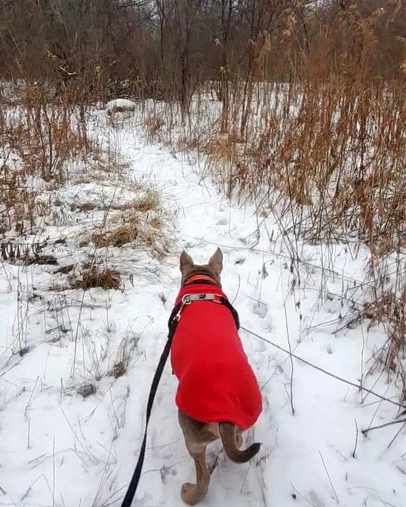 Gooby - Stretch Fleece Vest, Pullover Fleece Vest Jacket Sweater for Dogs, Red, 5X-Large rot 5X-Larg