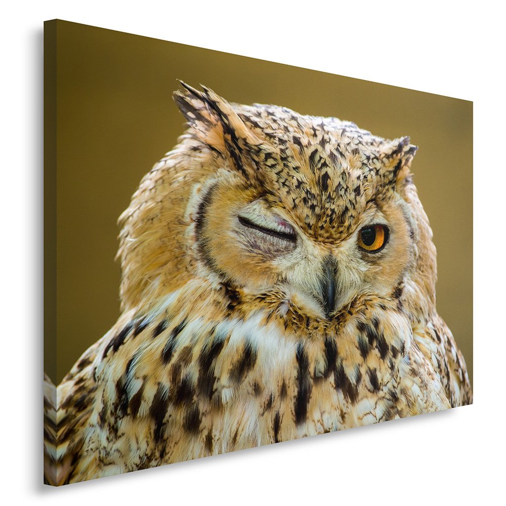 Feeby Bilder Eule Tier 60x40 cm Wohnzimmer Schlafzimmer Büro Flur Küche Wandbilder Modern Bild auf L