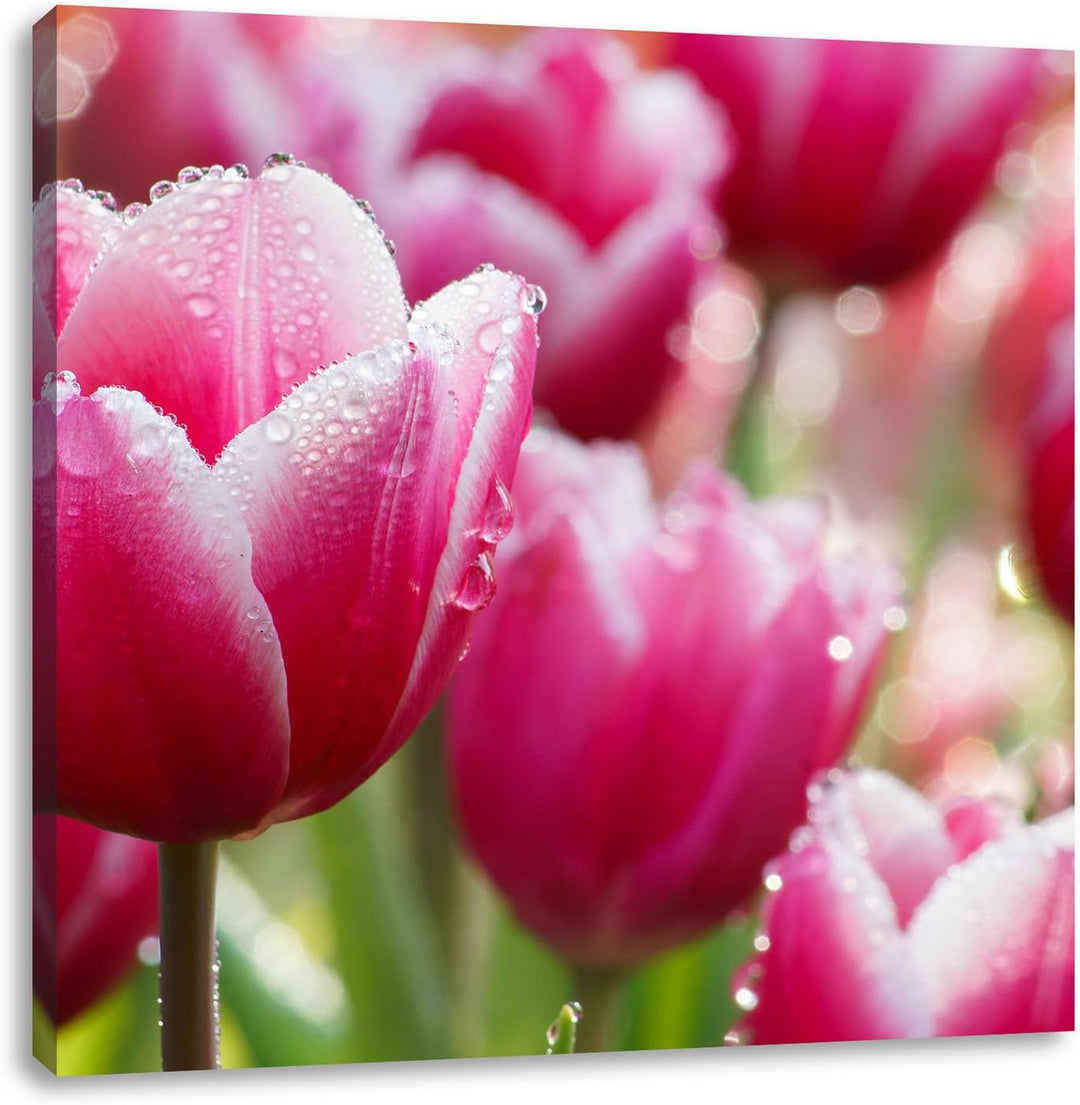Pinke Tulpen mit Morgentau, Format: 70x70 auf Leinwand, XXL riesige Bilder fertig gerahmt mit Keilra