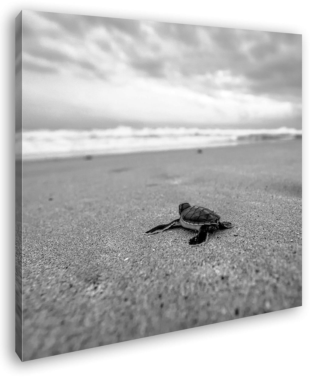 deyoli niedliche kleine Schildkröte Format: 70x70 Effekt: Schwarz&Weiss als Leinwandbild, Motiv fert