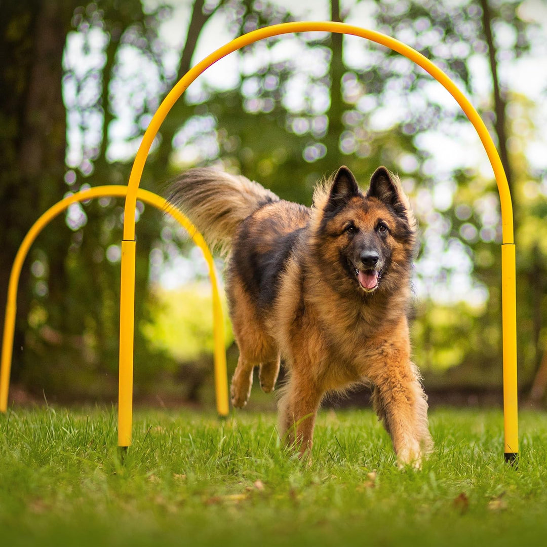 Hoopers Hoop – wetterfest, VDH-konform &amp; farbig – mit Stecksystem für sicheres Hundetraining – aus r