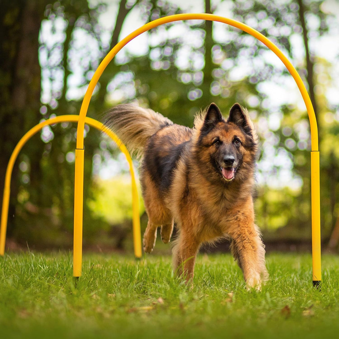 Hoopers Hoop – wetterfest, VDH-konform &amp; farbig – mit Stecksystem für sicheres Hundetraining – aus r